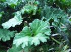 Gunnera