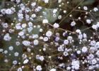 Gypsophila