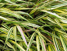 Hakonechloa Grass