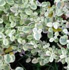 Helichrysum Variegated