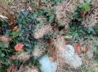 Heuchera Flowers