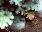 Heuchera