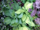 Hosta Heuchera Foliage