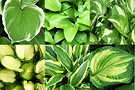 Hosta Montage