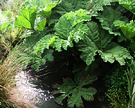 Huge Leaves Gunnera