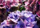 Hydrangea Flowers