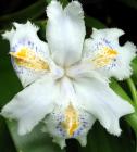 Iris Japonica Flower