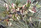 Myrtle Native Carex