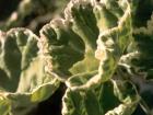 Pelargonium Leaf