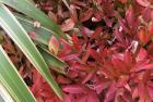 Peony Flax Foliage