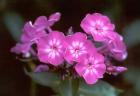 Phlox Flowers