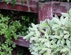 Pittosporum Fence