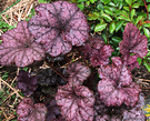 Purple Heuchera Leaf