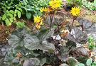 Purple Leaf Ligularia