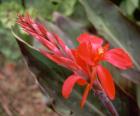 Red Canna Flower