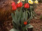 Red Tulips