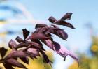 Salvia Black Knight