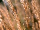 Seeding Grass Calamagrottis