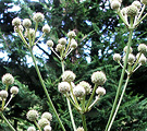 Thistle Cream Seedhead