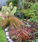 Variegated Euphorbia Garden