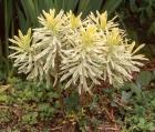 Variegated Euphorbia