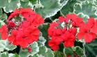 Variegated Red Pelargonium