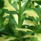 Variegated Sedum Leaf