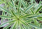 Variegated Wallflower Gallery