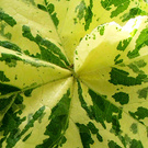 Variegated Wallflower