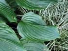 Cariegated Carex Hosta