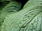 Hosta Leaf Green
