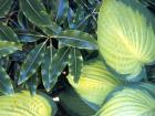 Hosta Leaf Lemonwood