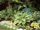 Hosta Plant