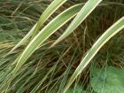 Flax Carex