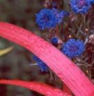 Red Flax Blue Corn Flowers