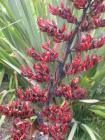 Red Flax Flower