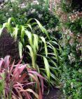 Red Flax Foliage