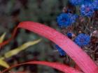 Red Leaf Blue Cornflower