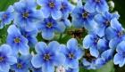 Blue Chatham Island Flower