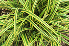 Carex Triffida