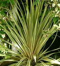 Cordyline Albertii Pot