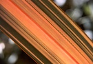 Flax Leaf Striped