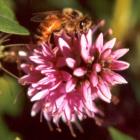 Hebe Flower Honey Bee