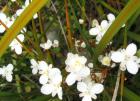 Libertia Flowers