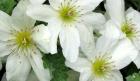 Native Clematis Flower