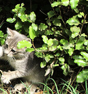 Olearia Leaves Kitten