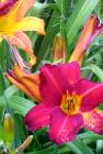Perennial Daylily Red