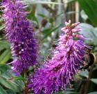 Purple Hebe Flower