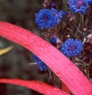 Red Flax Blue Corn Flowers