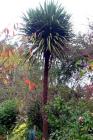 Tall Cabbage Tree